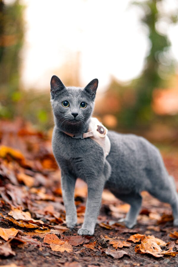 Nala wallinghausen 2024