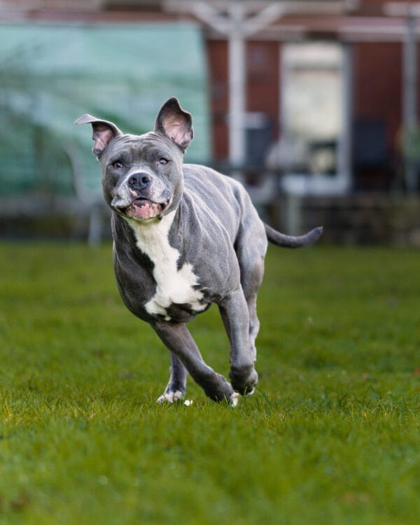 Ein grauer Hund mit weißen Abzeichen läuft über eine Wiese. Der Hintergrund zeigt ein Haus und ist leicht unscharf.
