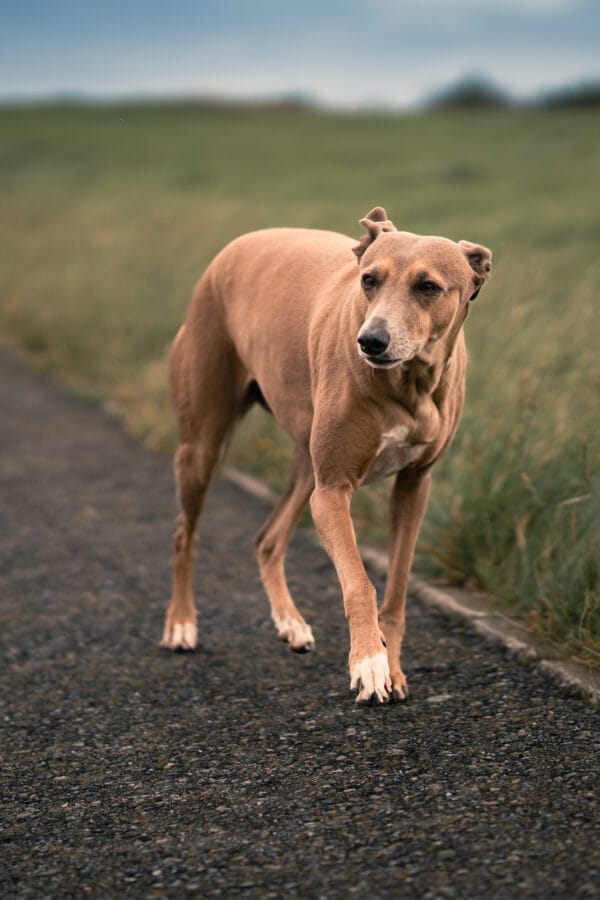 Ein eleganter Hund auf einem schmalen Weg, umgeben von einer weiten grünen Landschaft. Der Hintergrund ist sanft unscharf.